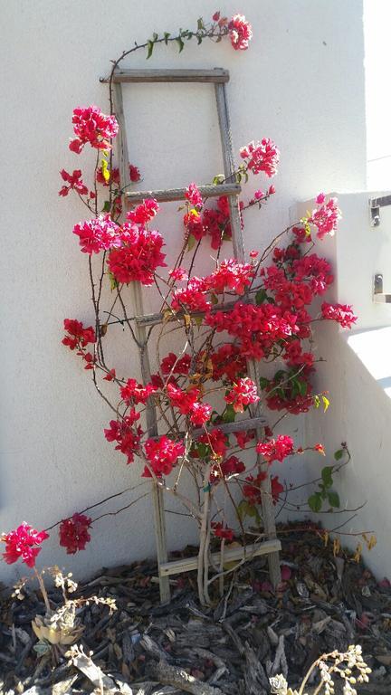 Pepper Tree Accommodation بوفورت ويست المظهر الخارجي الصورة